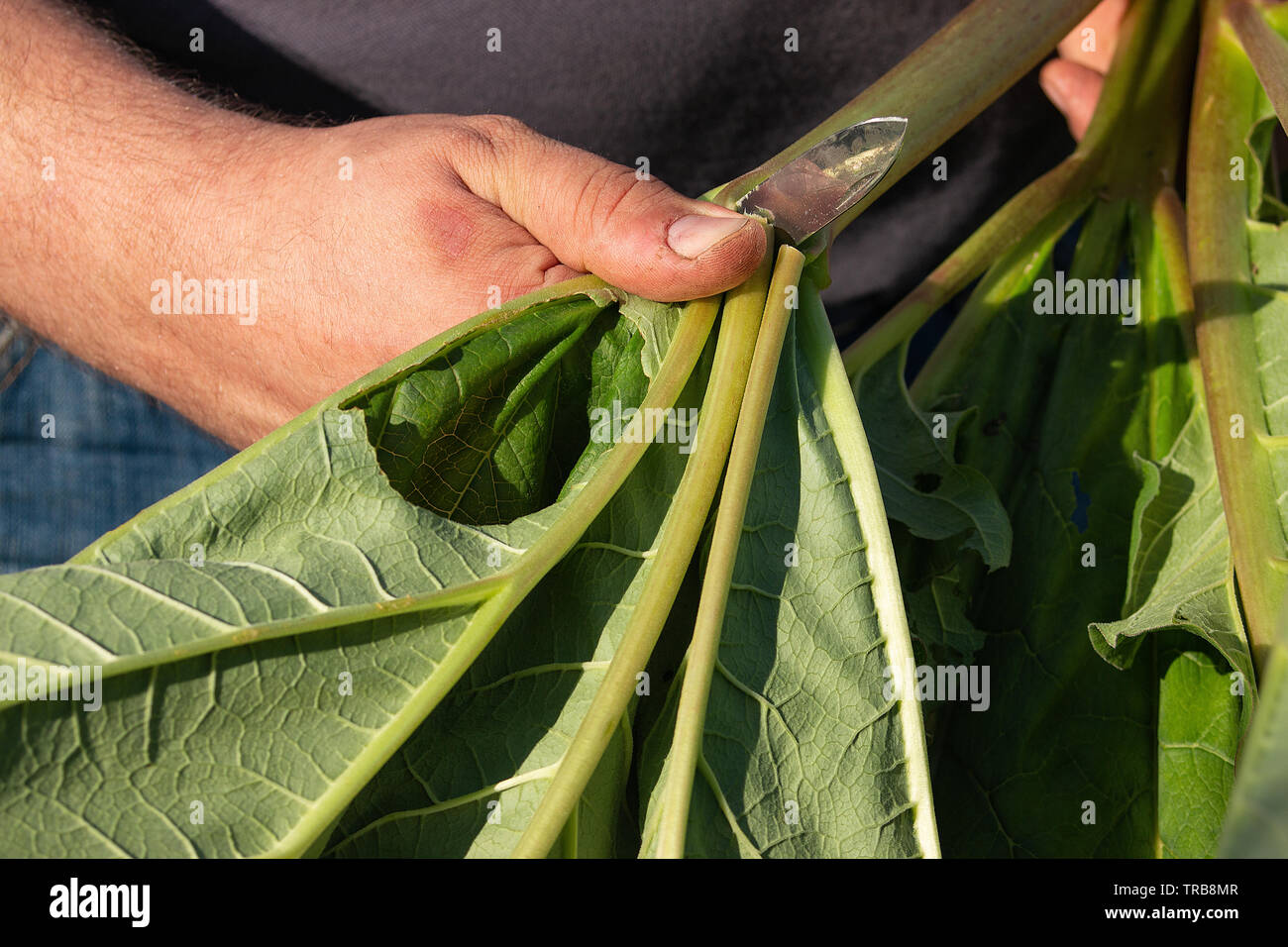 Man hand holding and cutting fresh green rhubarb stems right from the garden. Fresh summer vegetable. Green rhubarb leafs. Cultivated plant, Rheum Stock Photo