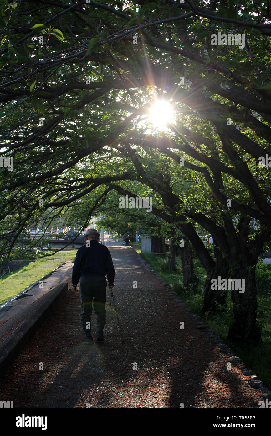 An old man with cane enjoying walk at one park in Beppu. Taken in Oita ...