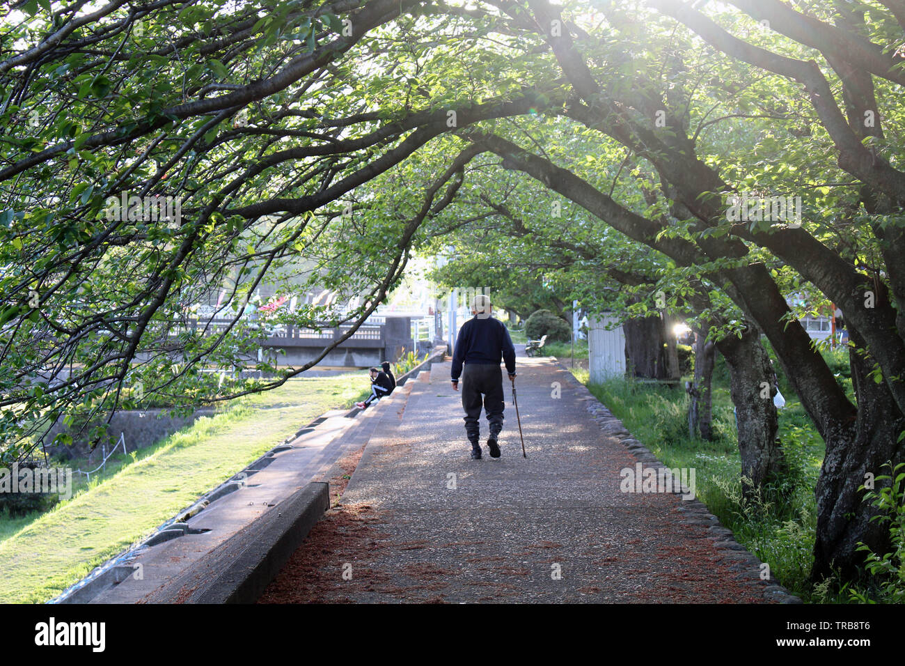 An old man with cane enjoying walk at one park in Beppu. Taken in Oita ...