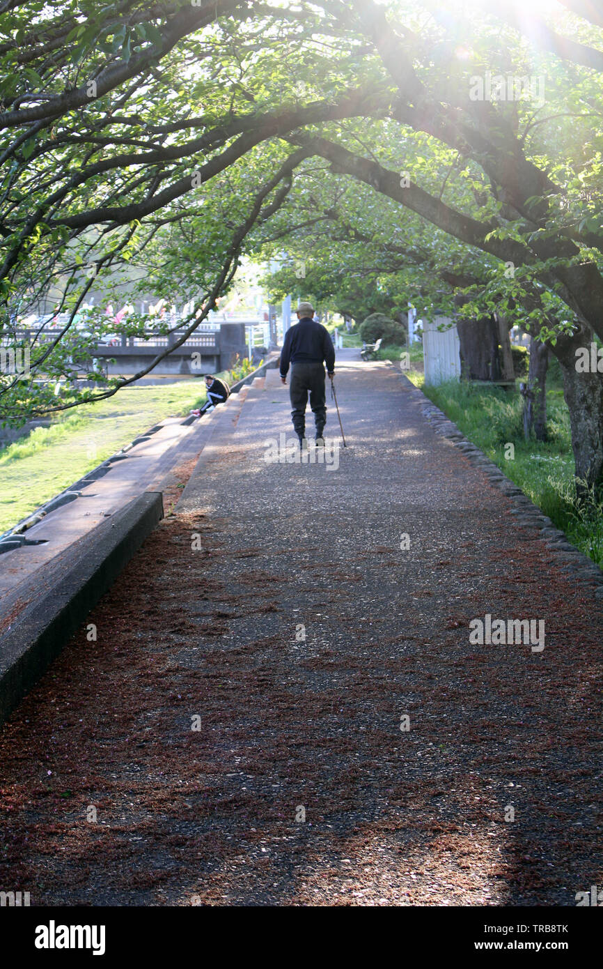 An old man with cane enjoying walk at one park in Beppu. Taken in Oita ...