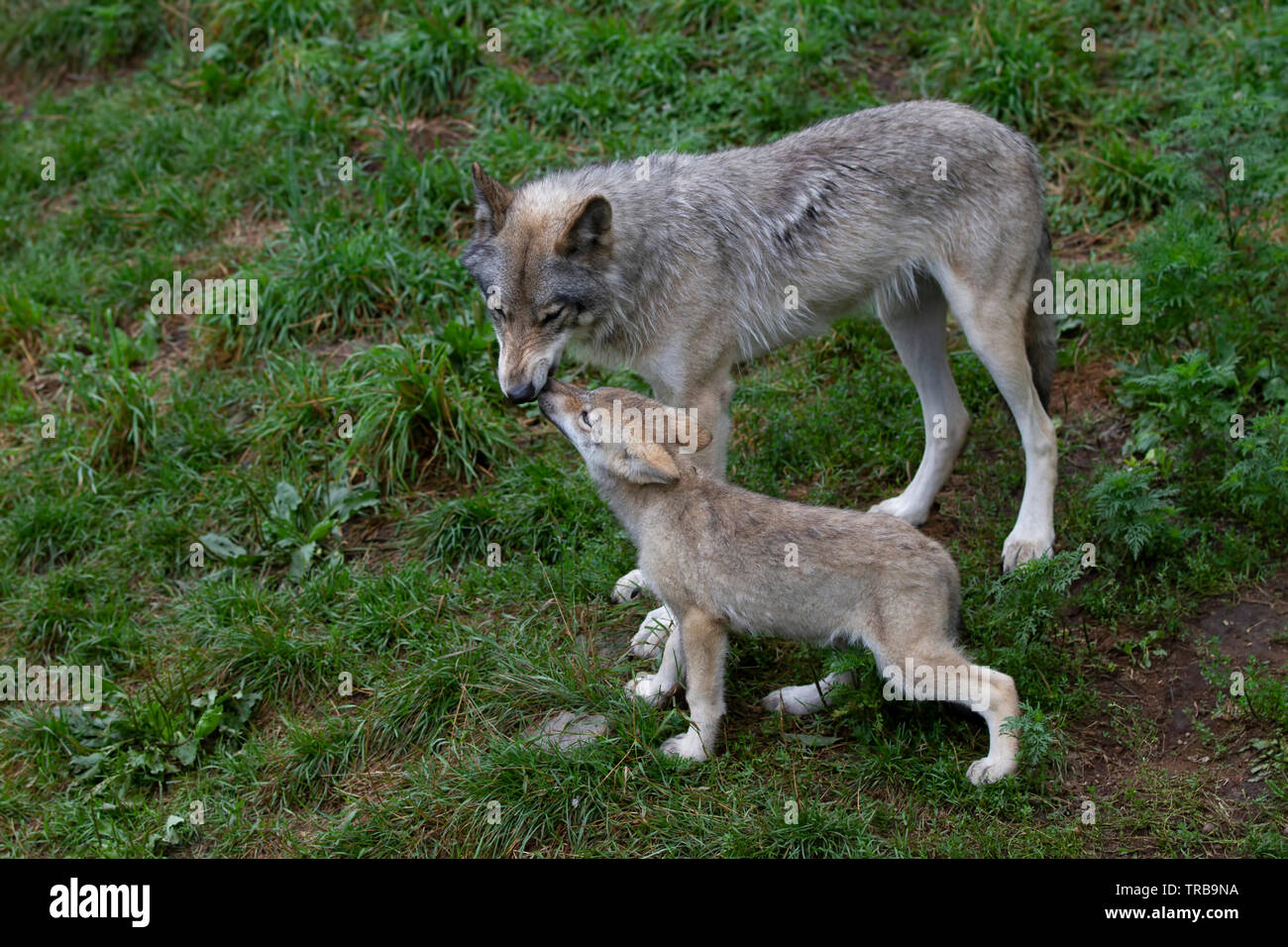 Timber wolf or grey wolf with pups Canis lupus on rocky cliff in summer in Canada Stock Photo