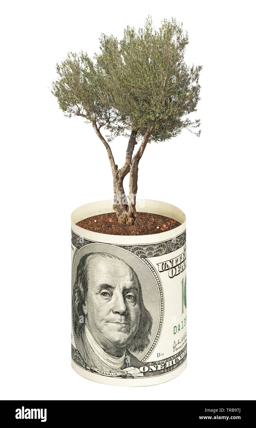 olive tree growing from dollar bill Stock Photo Alamy