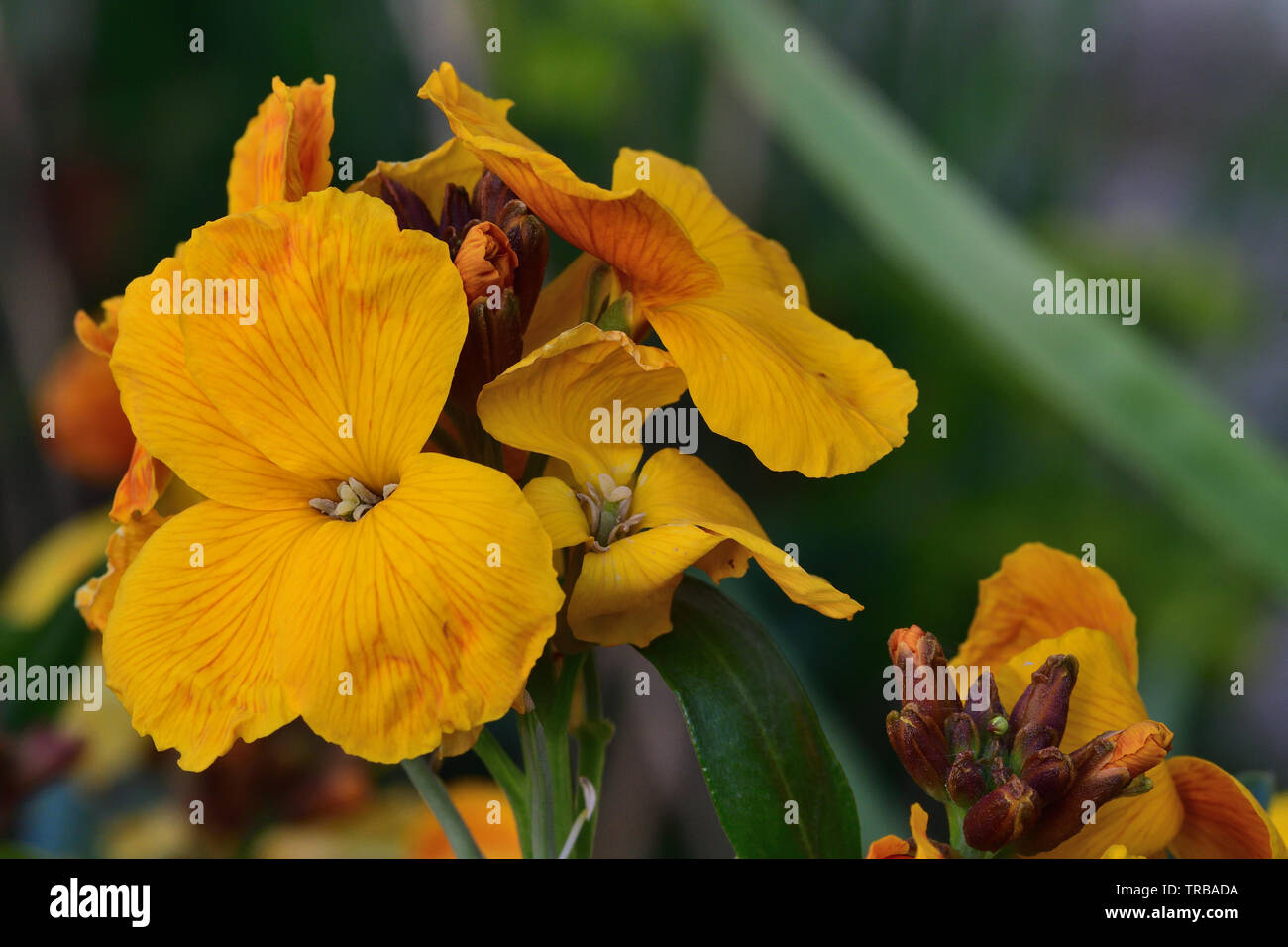 Close up of yellow erysimum (wallflower) flowers in bloom Stock Photo