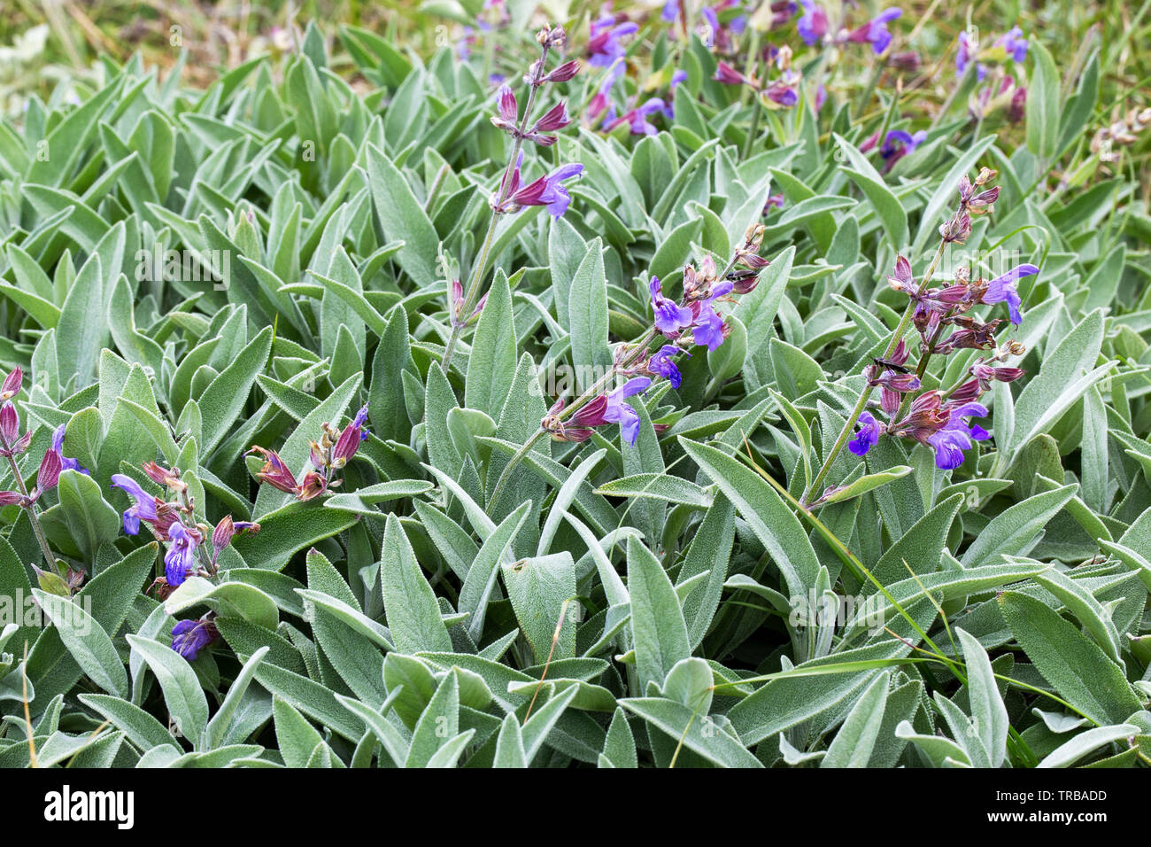 Wild Salvia plants. Mediterranean vegetation in Baska. Krk island. Croatia. Europe. Stock Photo