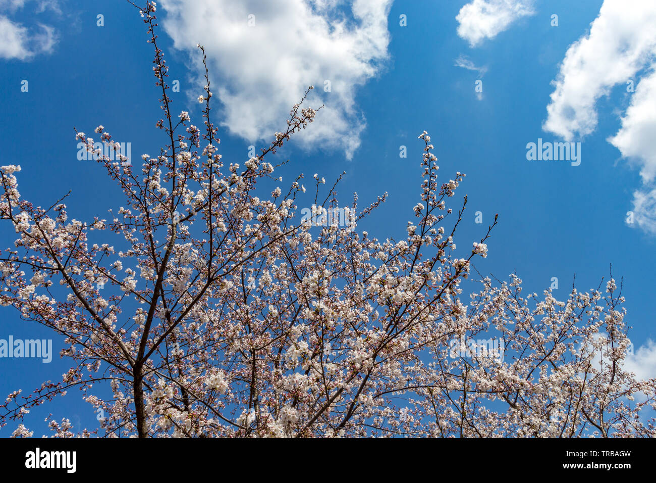 Cherry blossoms, or sakura, in full bloom in spring, Kanazawa, Ishikawa ...
