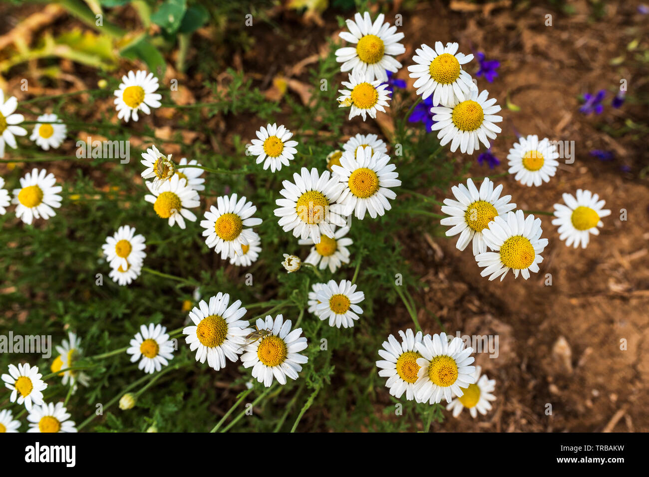 Tripleurospermum inodorum flower, common names scentless false mayweed