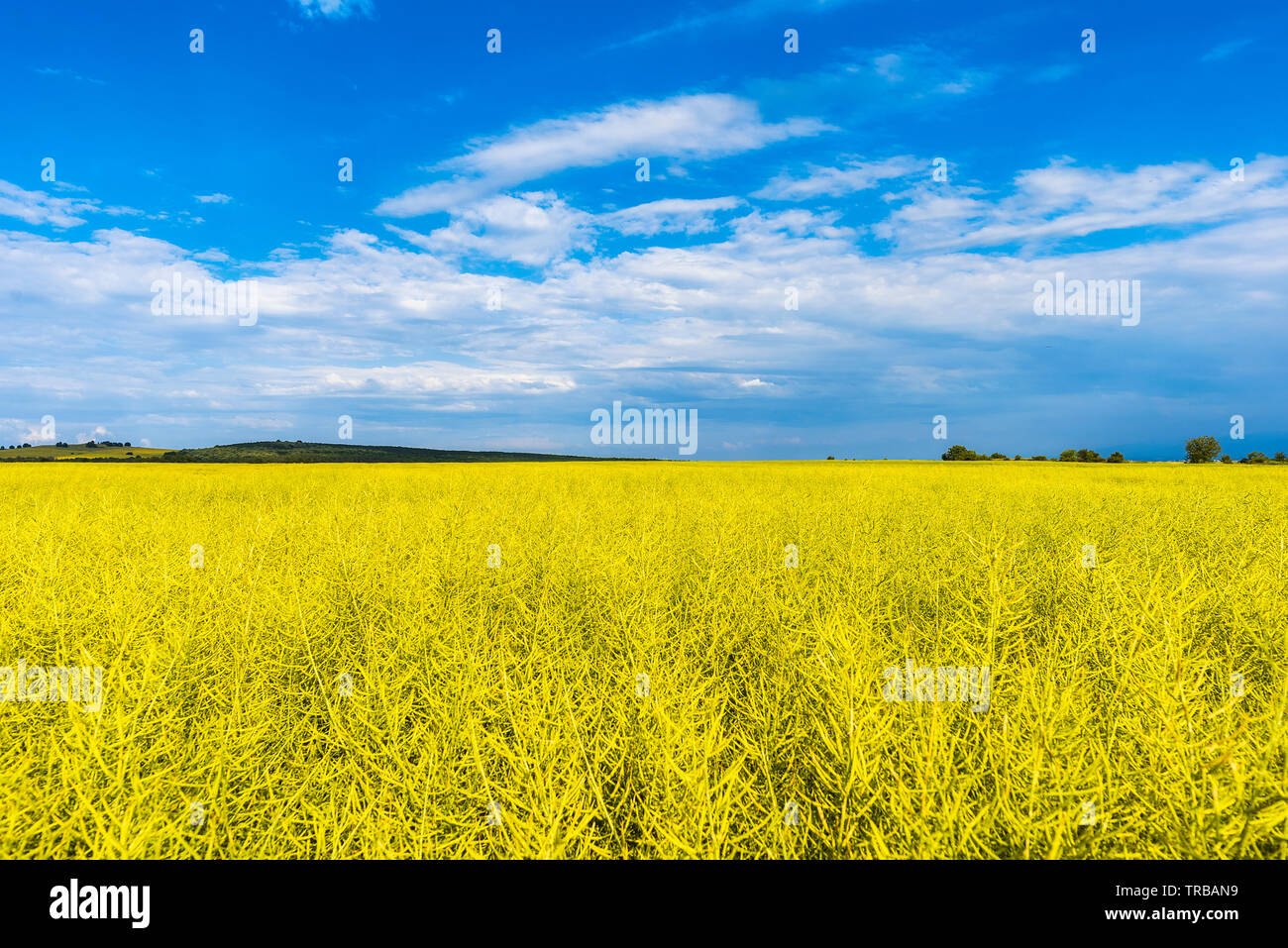 Field of Golden wheat under the blue sky and clouds Stock Photo - Alamy