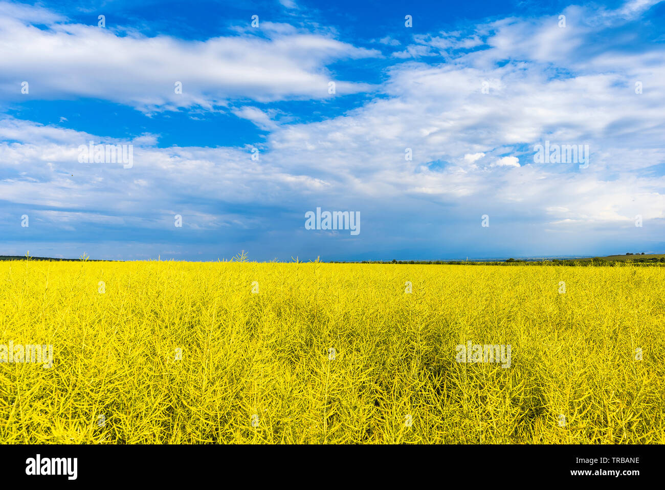 Field of Golden wheat under the blue sky and clouds Stock Photo