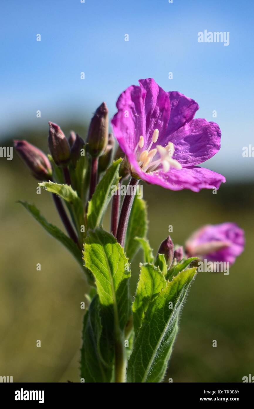 Pink wildflower Stock Photo