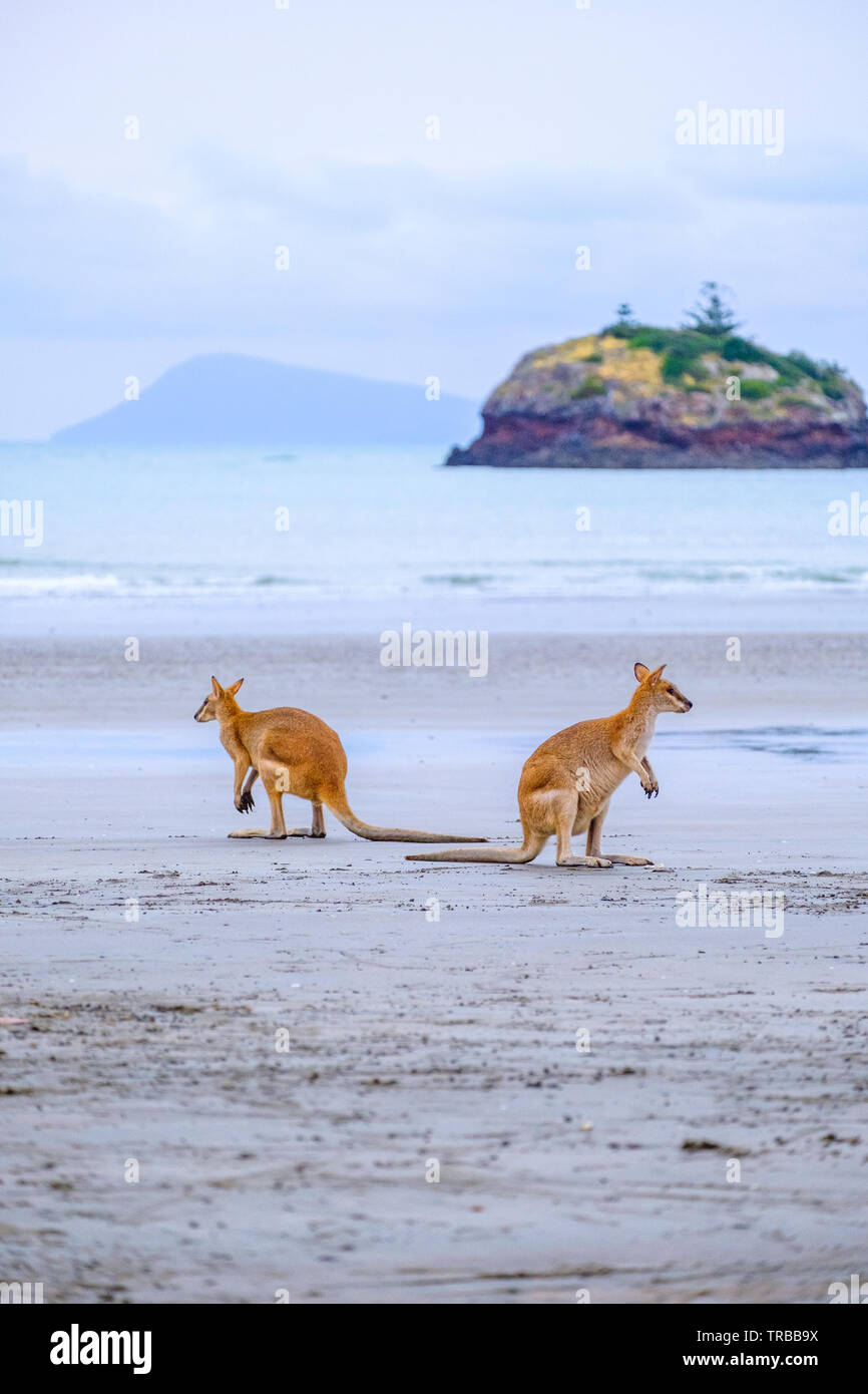 Two Wallabies on the beach at sunrise, Cape Hillsborough, Mackay, Australia Stock Photo