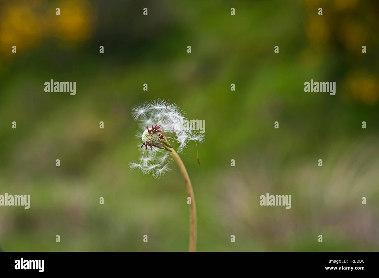Partial clock hi-res stock photography and images - Alamy