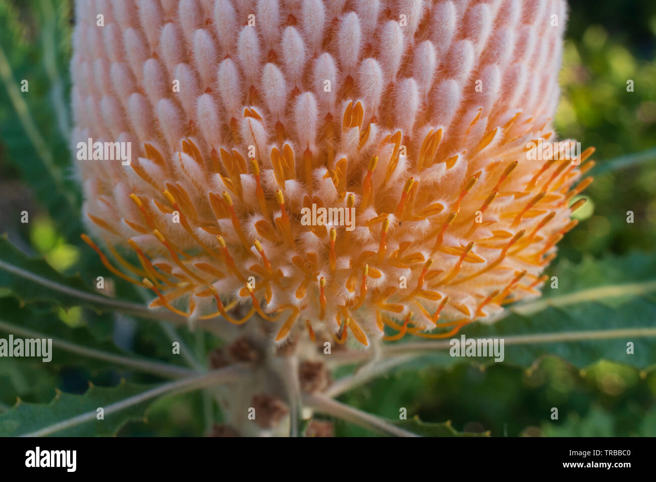 Flower spike of Banksia prionotes, with anthesis (opening of individual flowers) gradually moving up from base, giving classical 'acorn' shape. Stock Photo