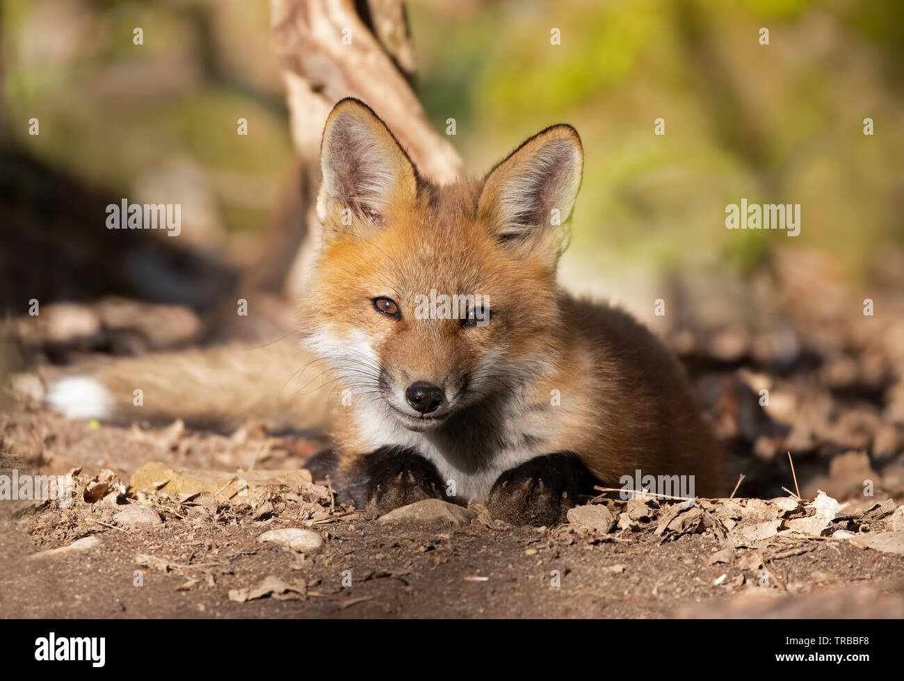 Red fox animal in the forest hi-res stock photography and images - Alamy