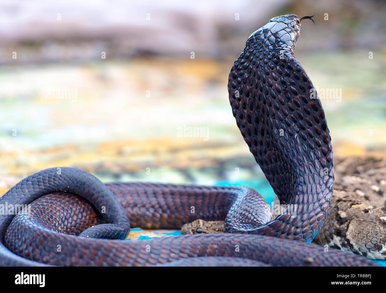 King black Cobra with Tongue Stock Photo