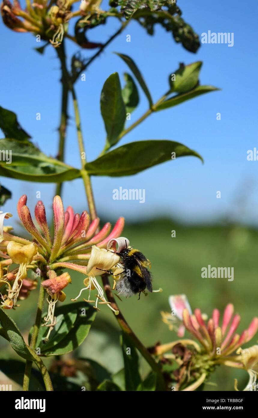 Honeybee on honeysuckle Stock Photo