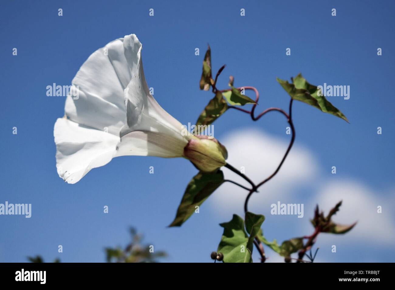 Bindweed in the hedgerow Stock Photo