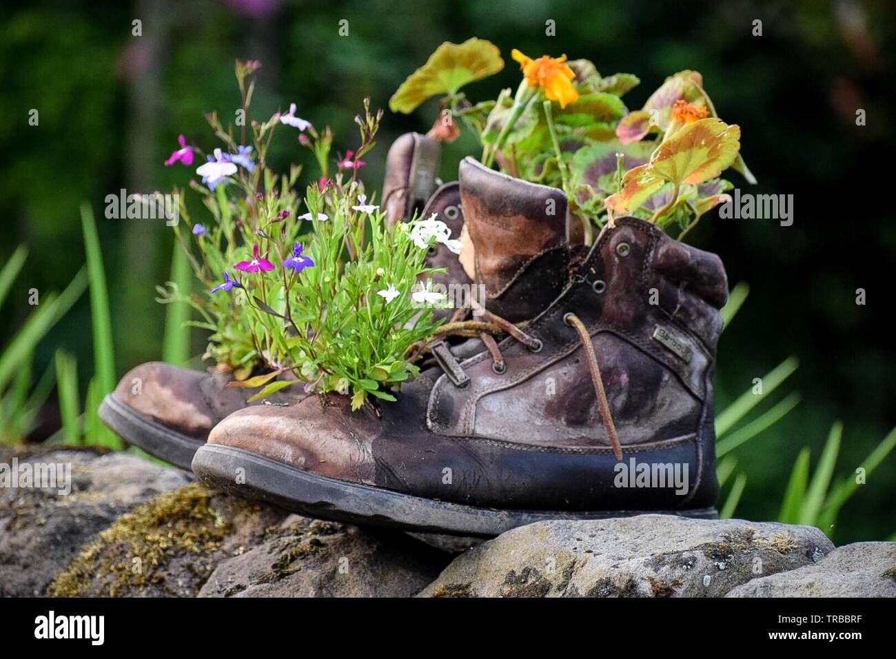 Old boots with garden flowers Stock Photo