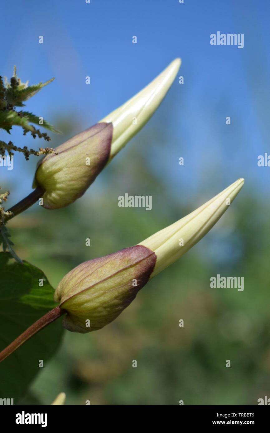 Hedge Bindweed Creeper High Resolution Stock Photography and Images - Alamy