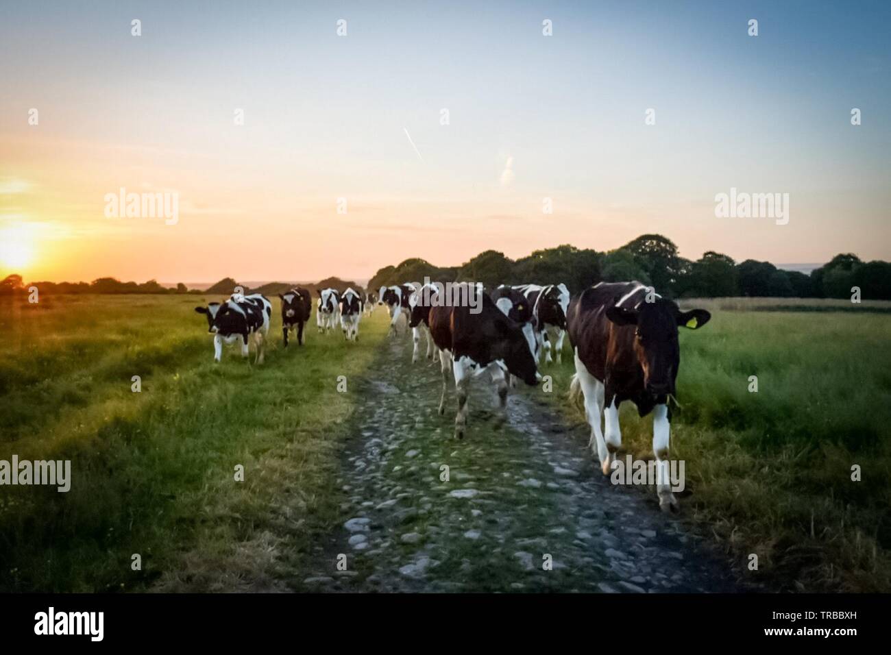 When the cows come home hi-res stock photography and images - Alamy
