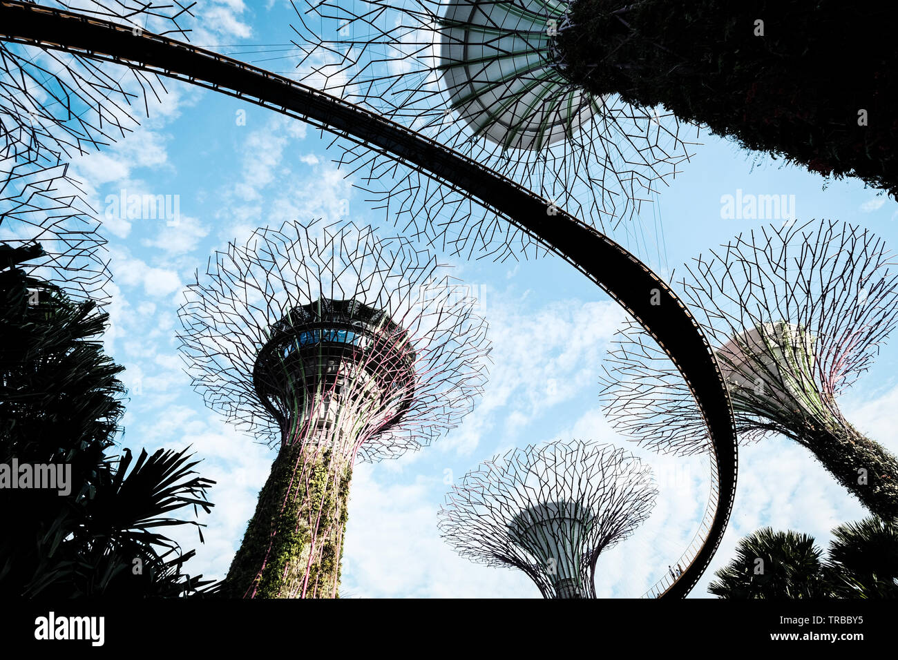 Looking up at the Supertree Grove, Gardens by the Bay, Singapore Stock Photo