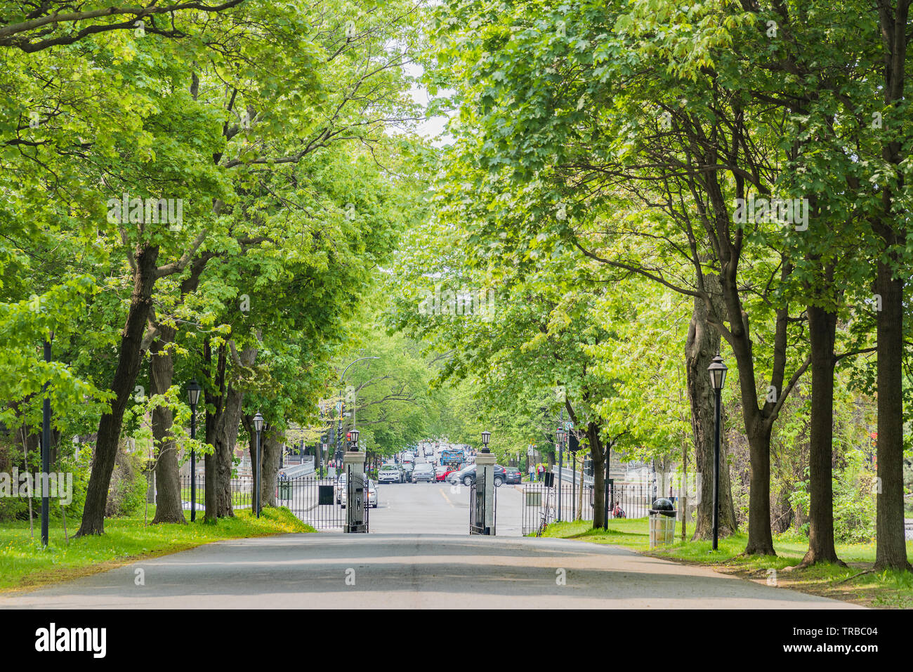 Treelined entrance to Villa Maria school, N.D.G., Montreal Stock Photo
