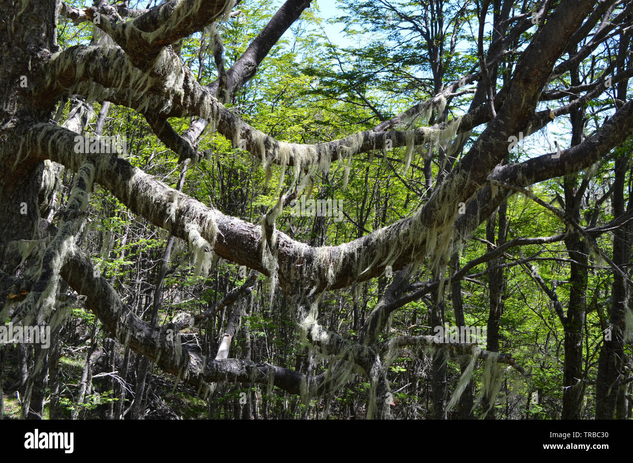Lichen-covered Antarctic beech (Nothofagus sp.) forests near Mina La Escondida, Aysen region, Chile Stock Photo