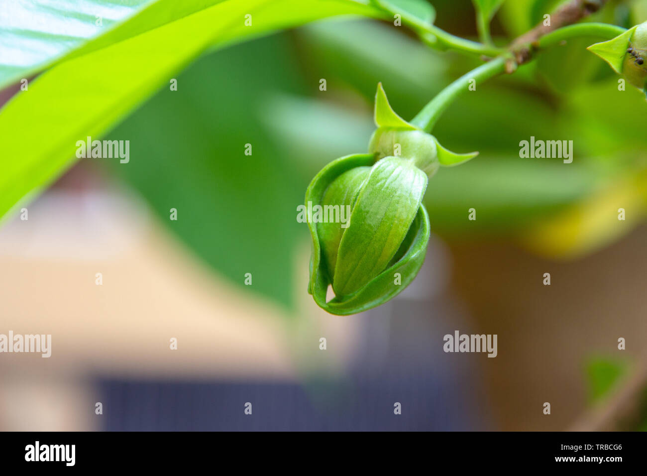 Ylang Ylang Flowers or Cananga odorata flower on tree , Thailand Stock Photo