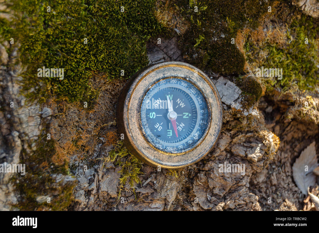 Tree overgrown moss forest hi-res stock photography and images - Alamy