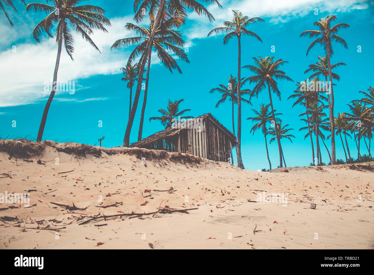 Little Wood house abandoned at the beach around Coconut trees Old