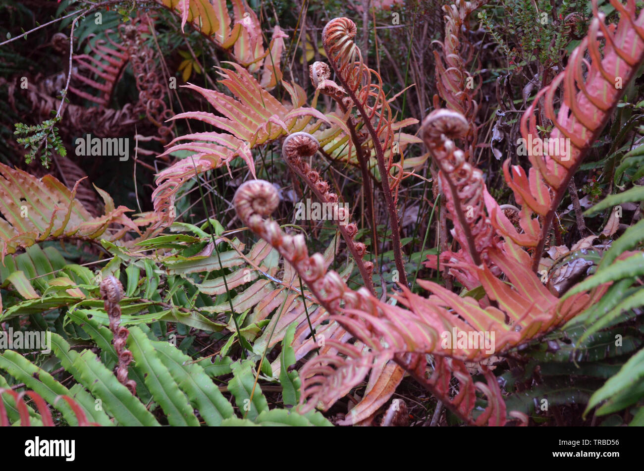 Gondwana plants hires stock photography and images Alamy