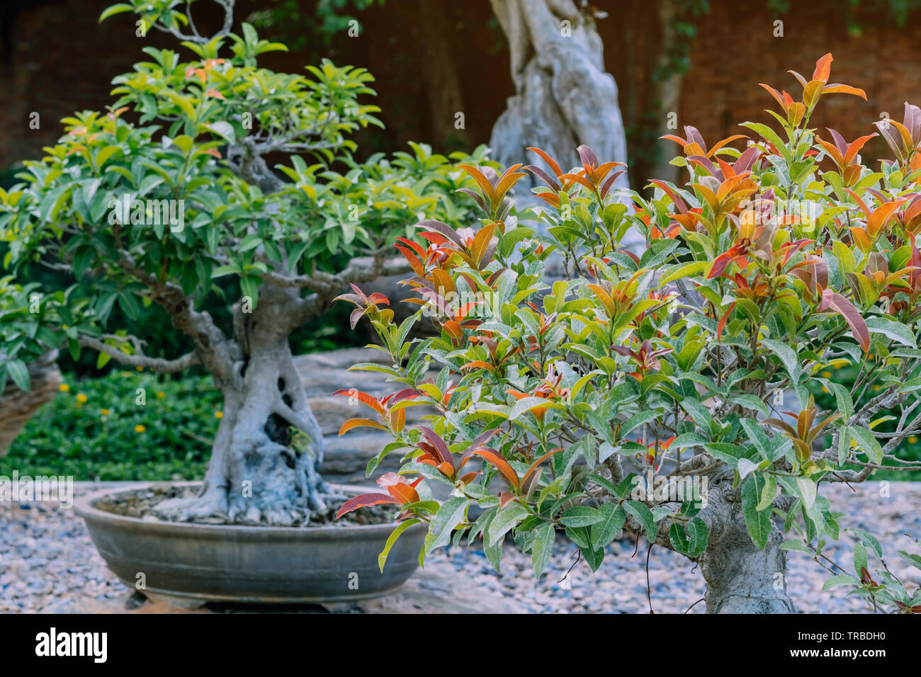 Variety of Bonsai trees were planted in pots and was many sorted for decoration in public garden. Stock Photo