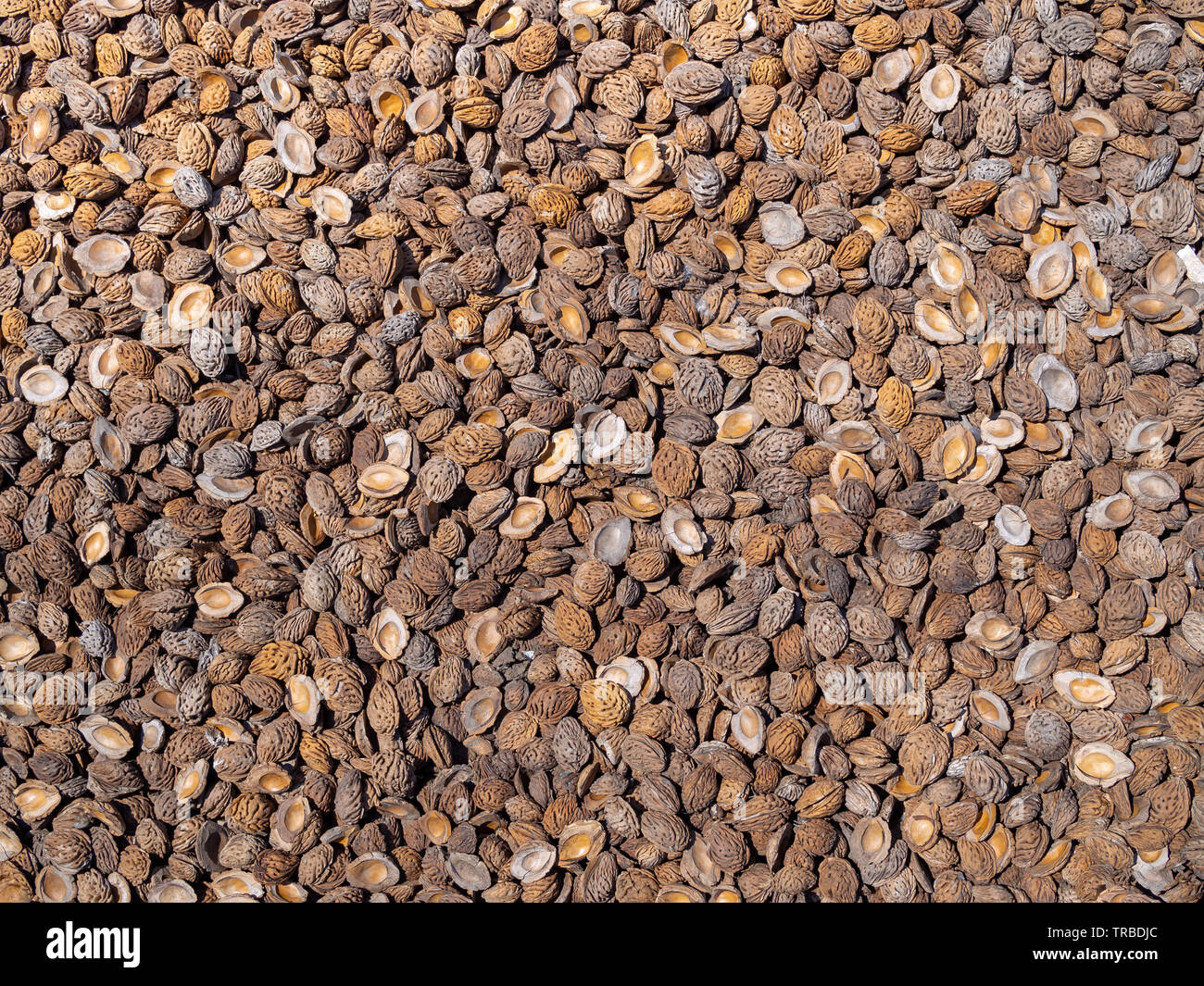 A lot of natural peach pits background Stock Photo