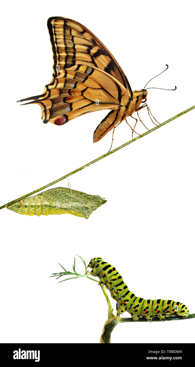 Close up of caterpillar , pupae, and swallowtail butterfly Stock Photo