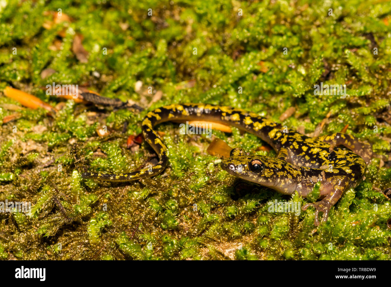 Green Salamander (Aneides aeneus) Stock Photo