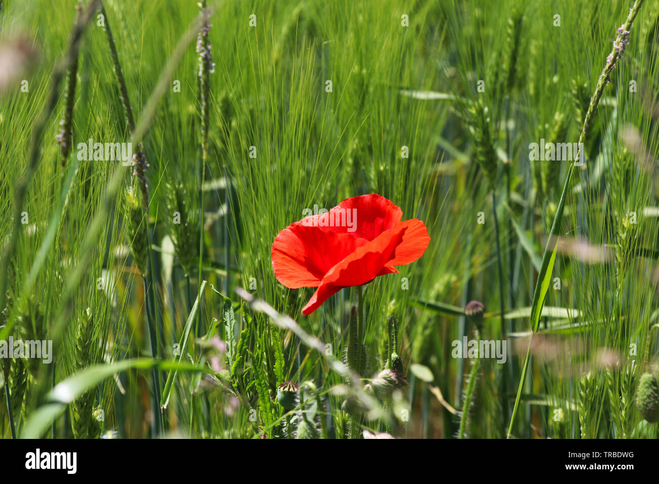 Red poppy flower or Papaver rhoeas in front of green field of rye or Secale cereale Stock Photo