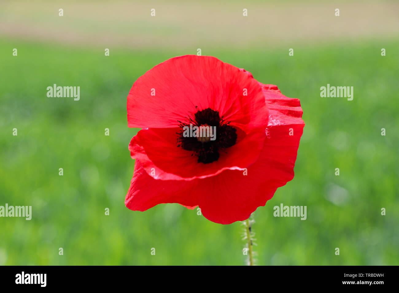 Red poppy flower or Papaver rhoeas in front of green field of rye or Secale cereale Stock Photo
