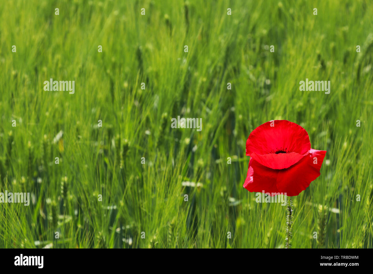 Red poppy flower or Papaver rhoeas in front of green field of rye or Secale cereale Stock Photo