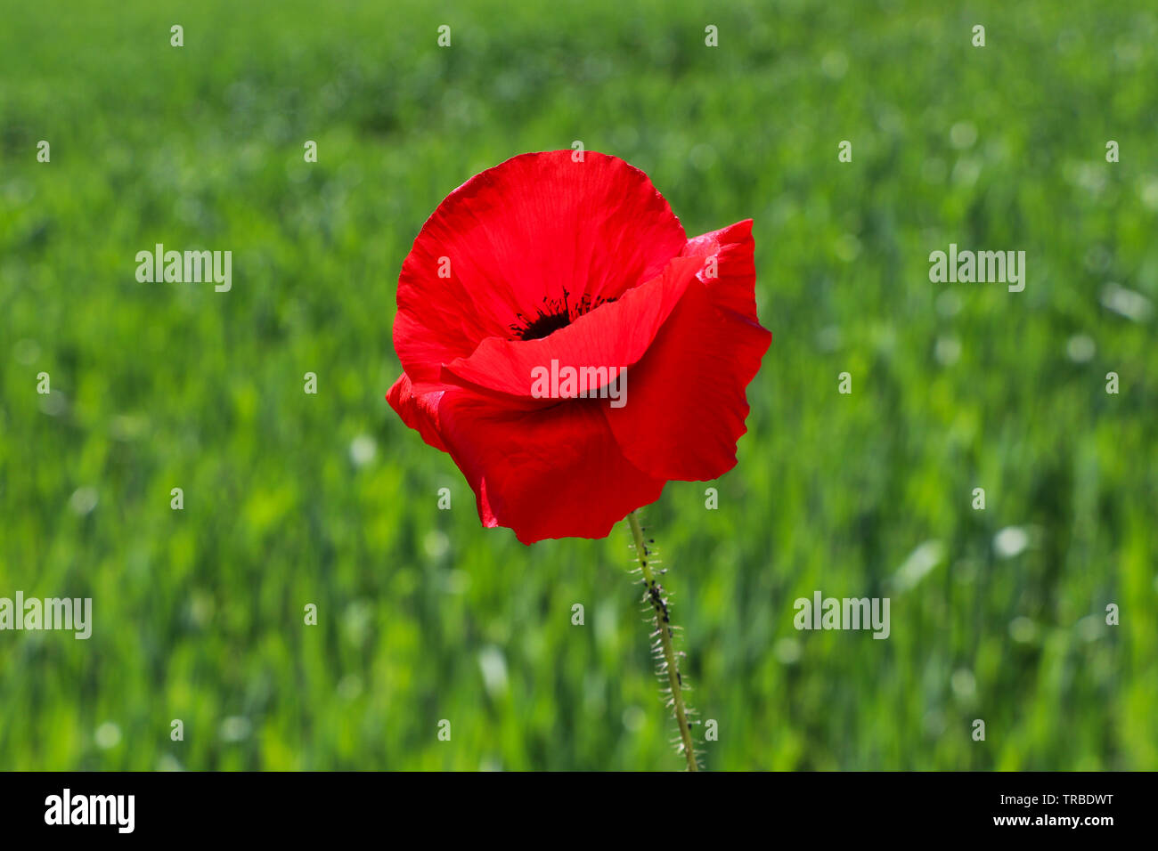 Red poppy flower or Papaver rhoeas in front of green field of rye or Secale cereale Stock Photo