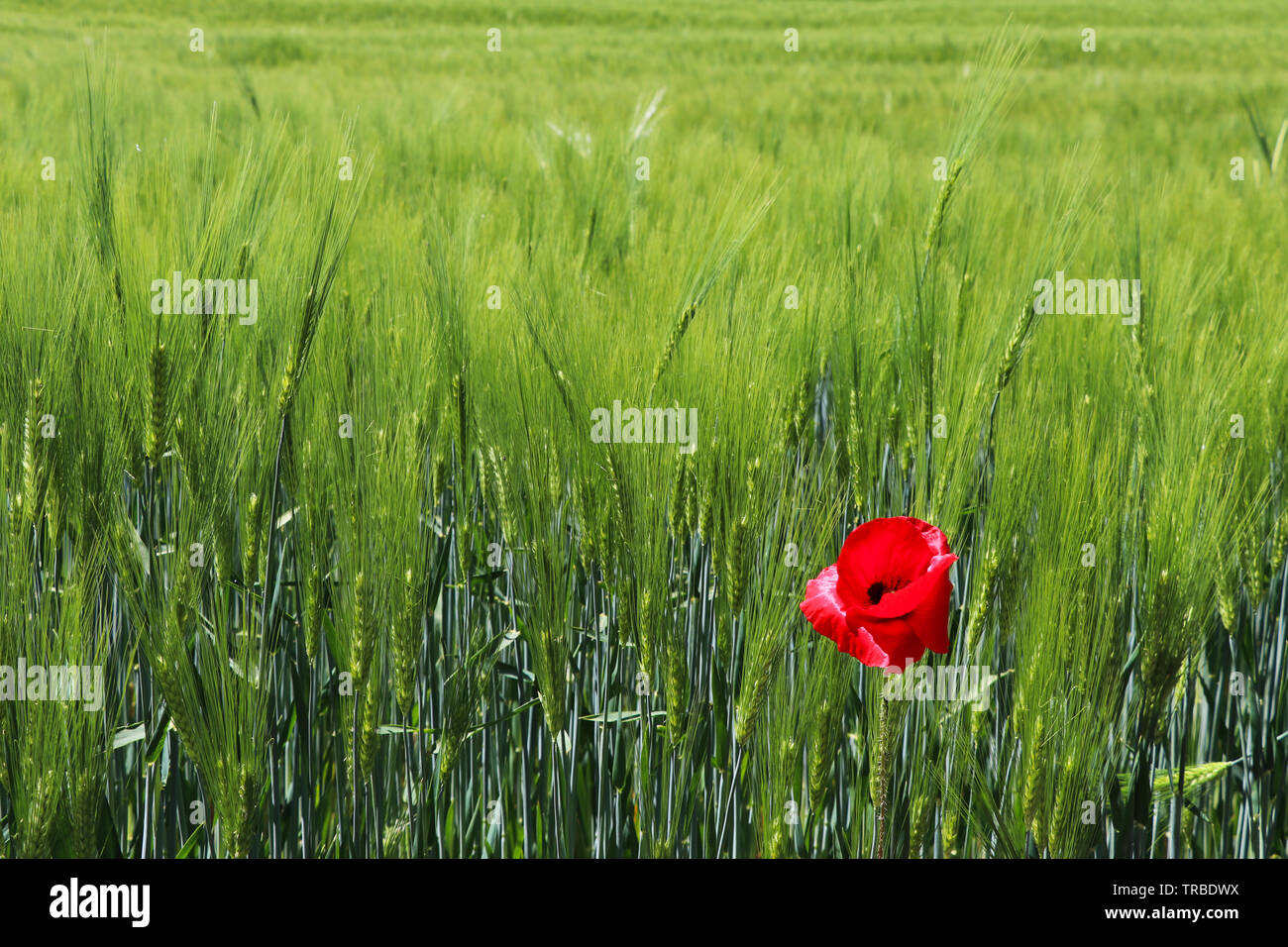 Red poppy flower or Papaver rhoeas in front of green field of rye or Secale cereale Stock Photo
