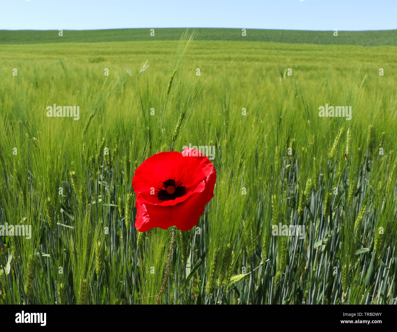 Red poppy flower or Papaver rhoeas in front of green field of rye or Secale cereale Stock Photo