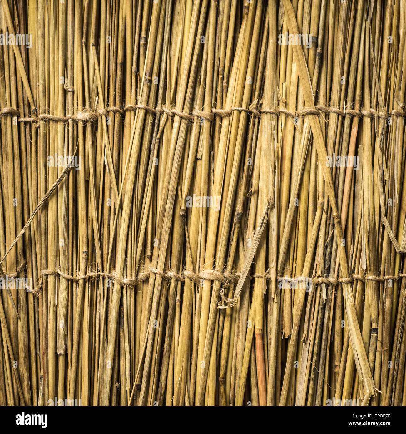 Highly detailed bamboo background. Perfect natural texture. Stock Photo