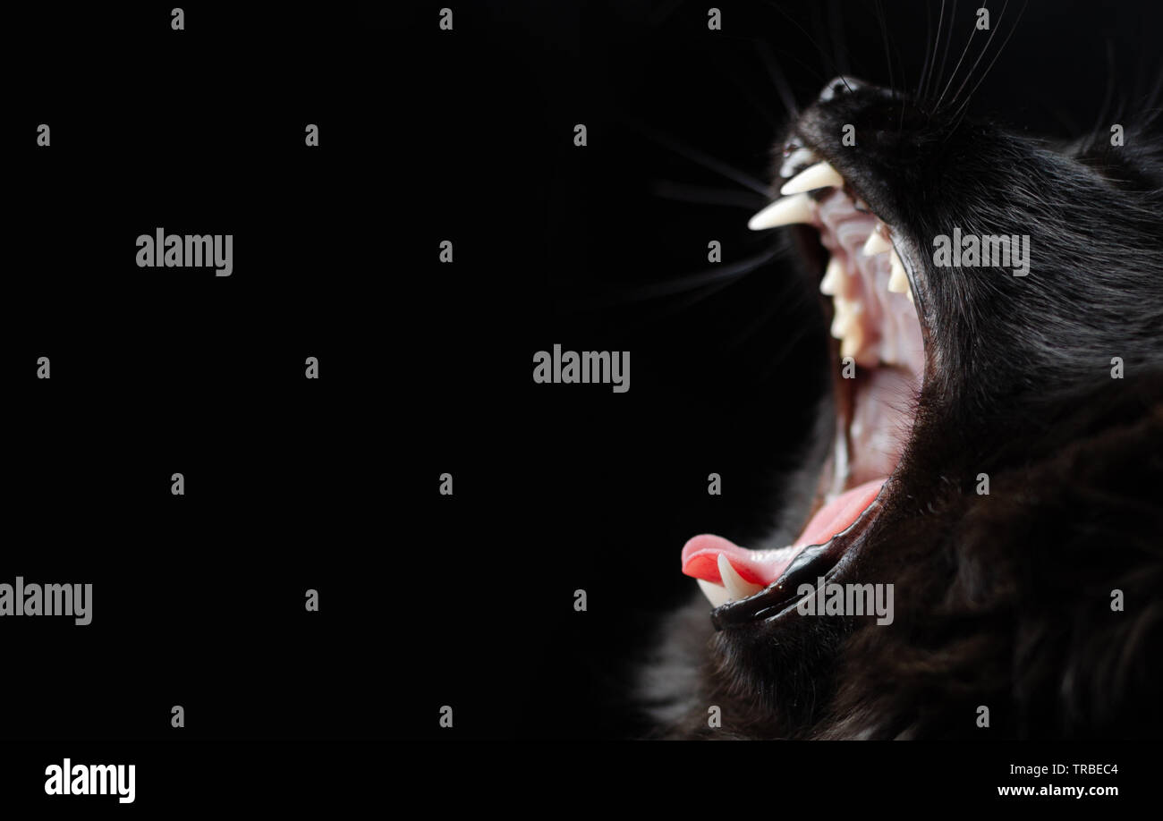 Black cat with white fangs on black background yawning opened her mouth. Stock Photo