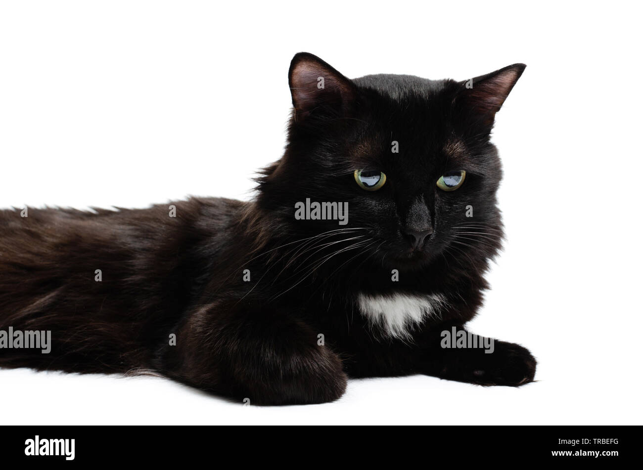 Lying beautiful black cat on a white background,isolate Stock Photo - Alamy