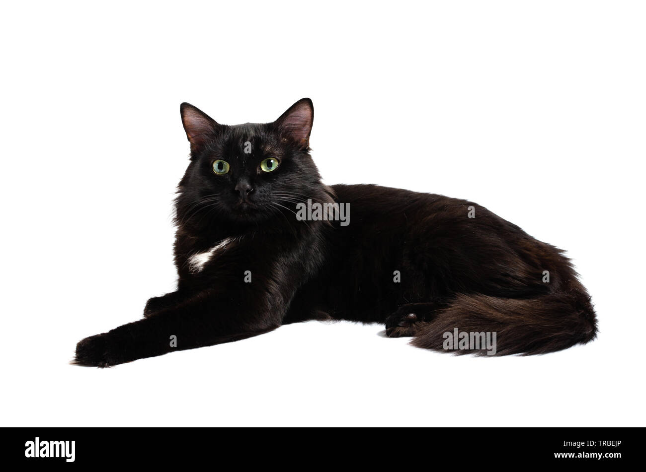 Lying beautiful black cat on a white background Stock Photo - Alamy
