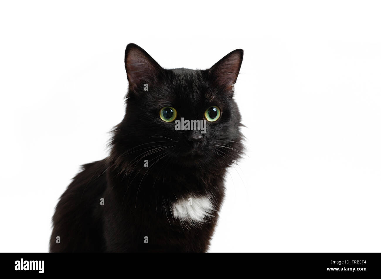 Sedentary black, beautiful and cute cat on white background, isolate. Stock Photo