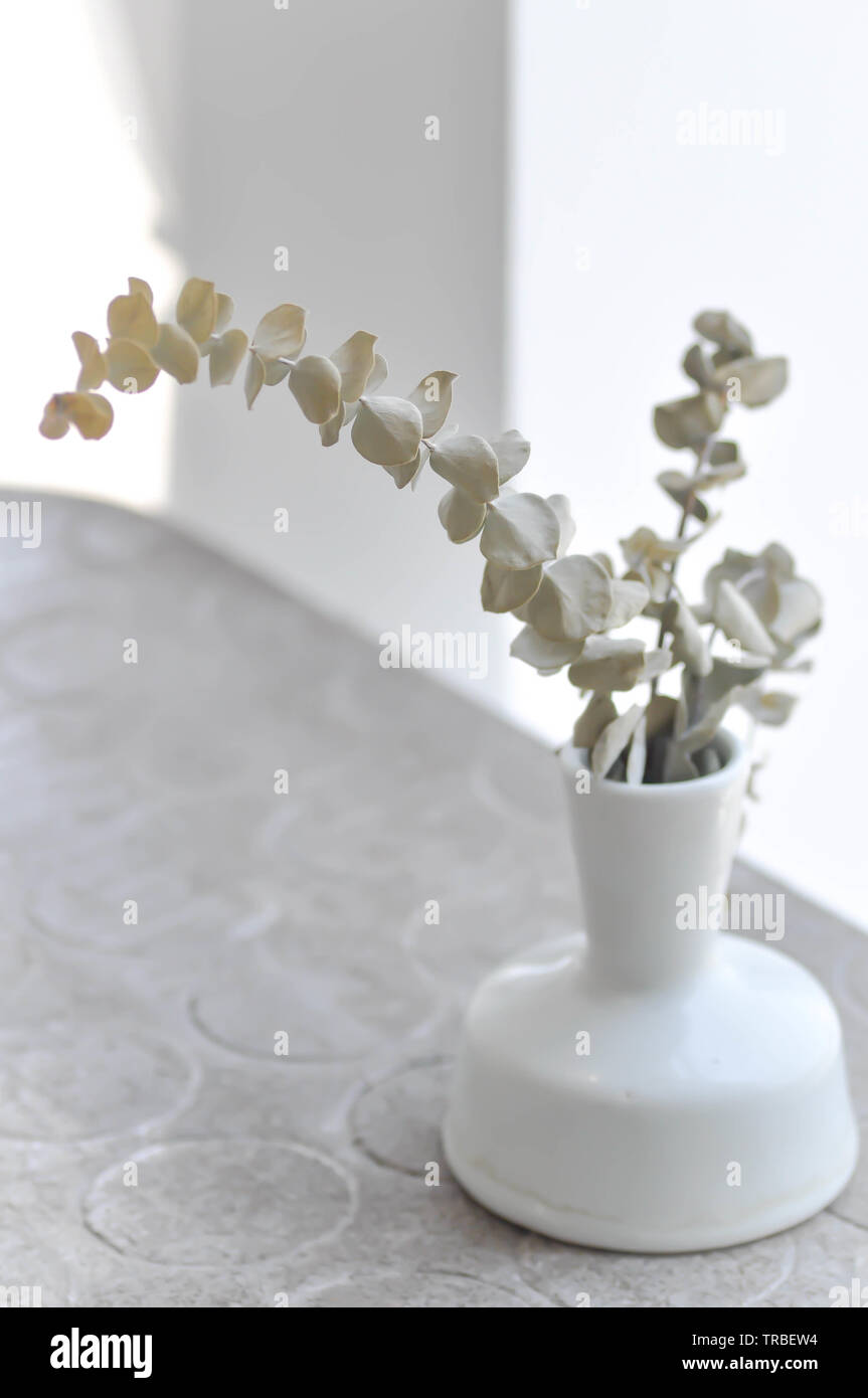 Silver dollar eucalyptus hires stock photography and images Alamy