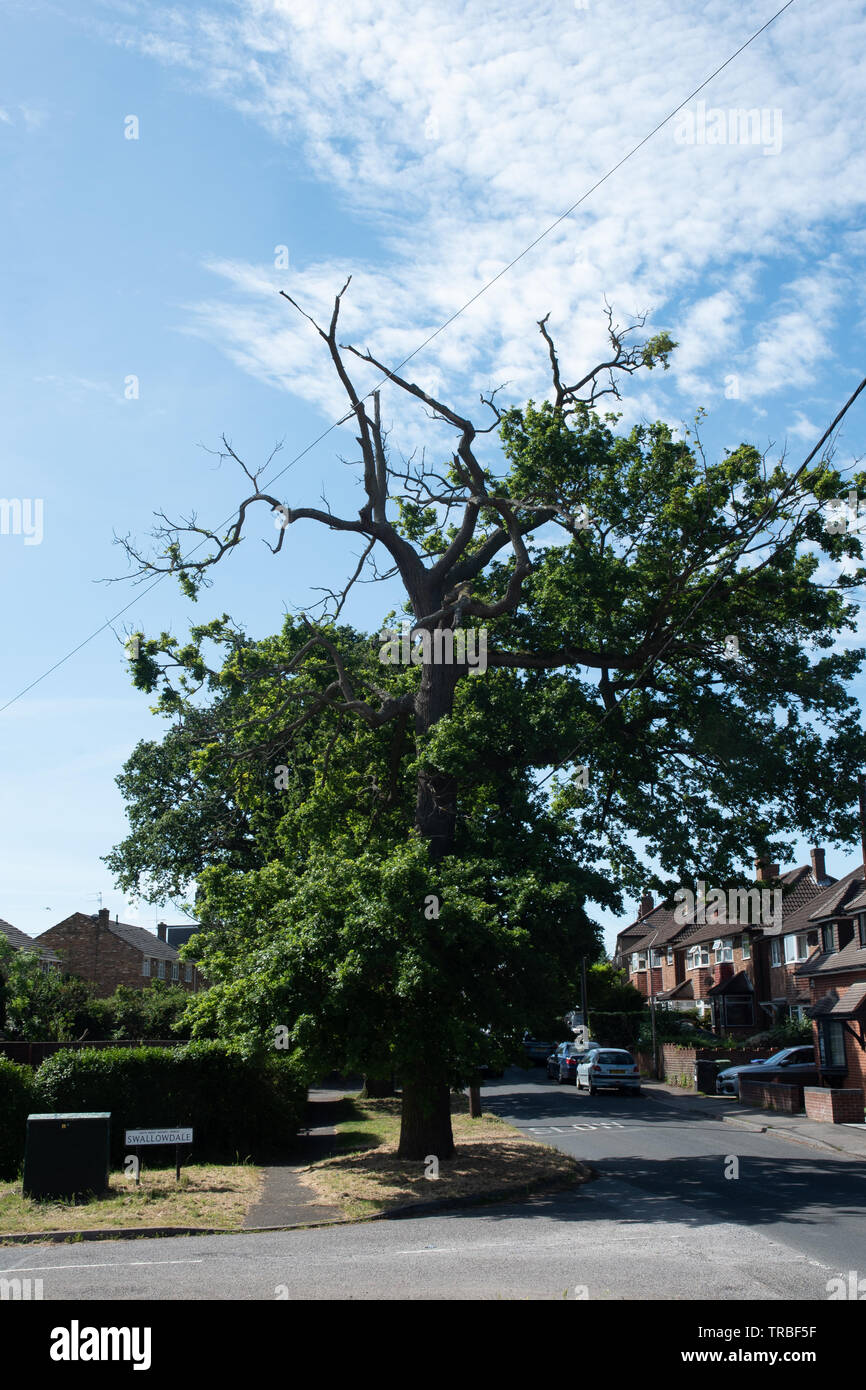 dangerous oak tree council neglect Buckinghamshire Stock Photo Alamy