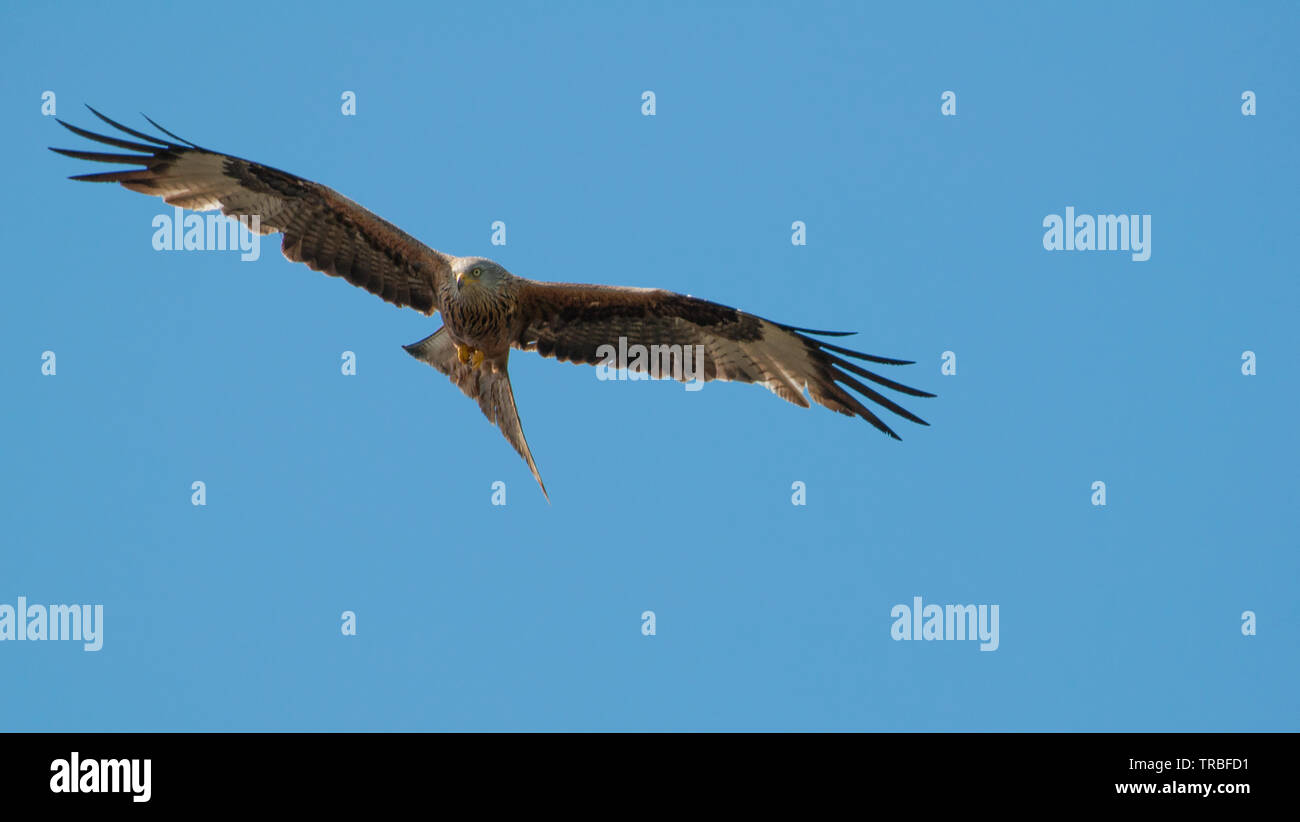 Red Kite soaring over Surrey Stock Photo Alamy