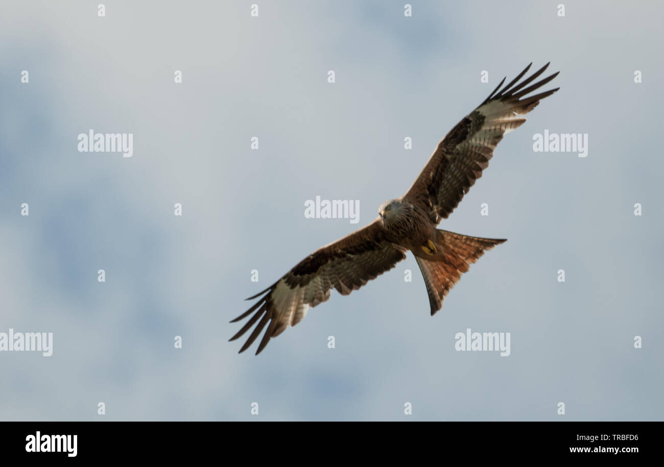 Surrey red kite hires stock photography and images Alamy