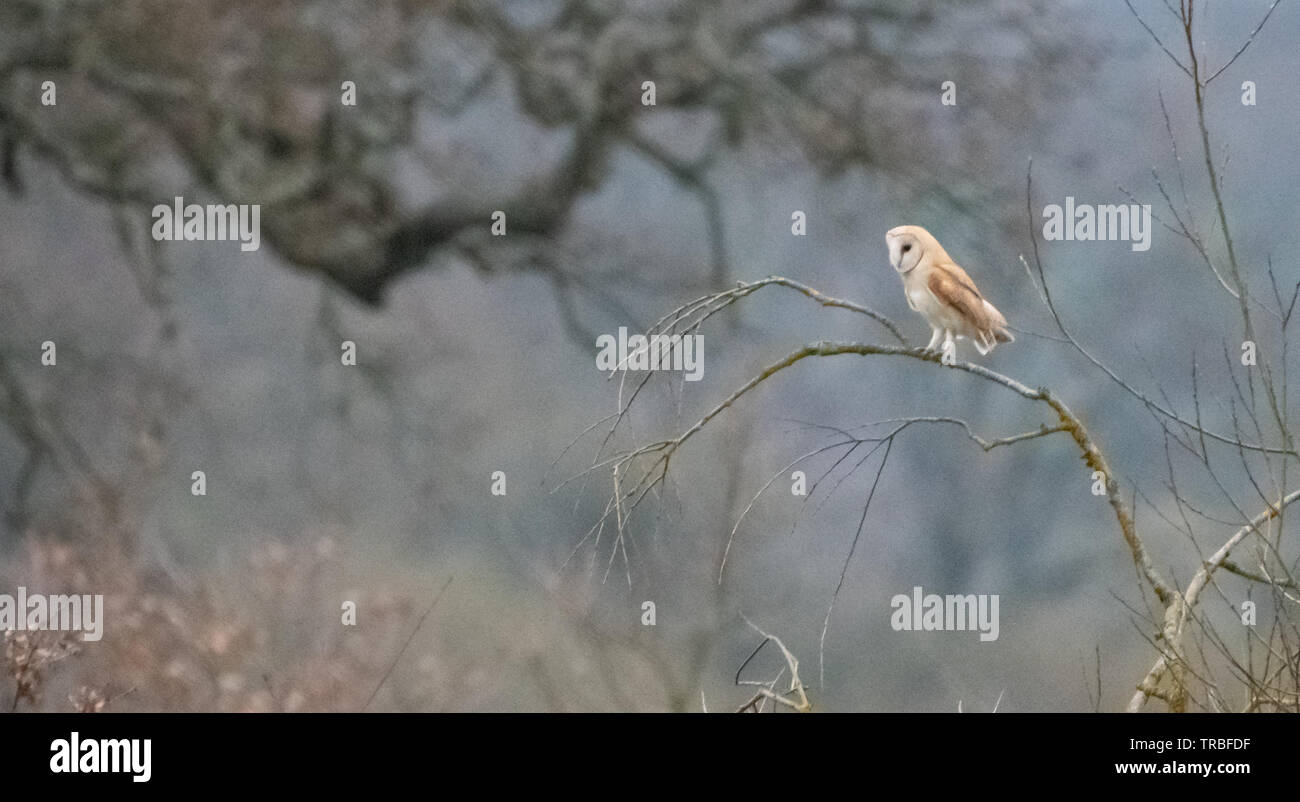 Resting Barn Owl Stock Photo